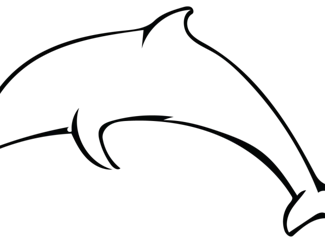 flexi dolphin keychain