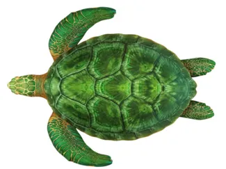 flexible turtle
