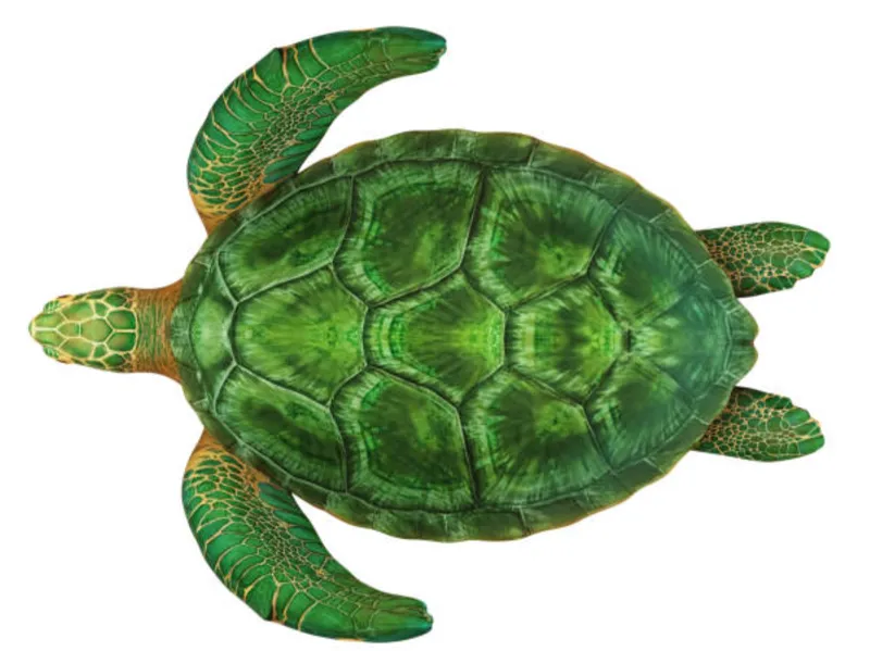 flexible turtle