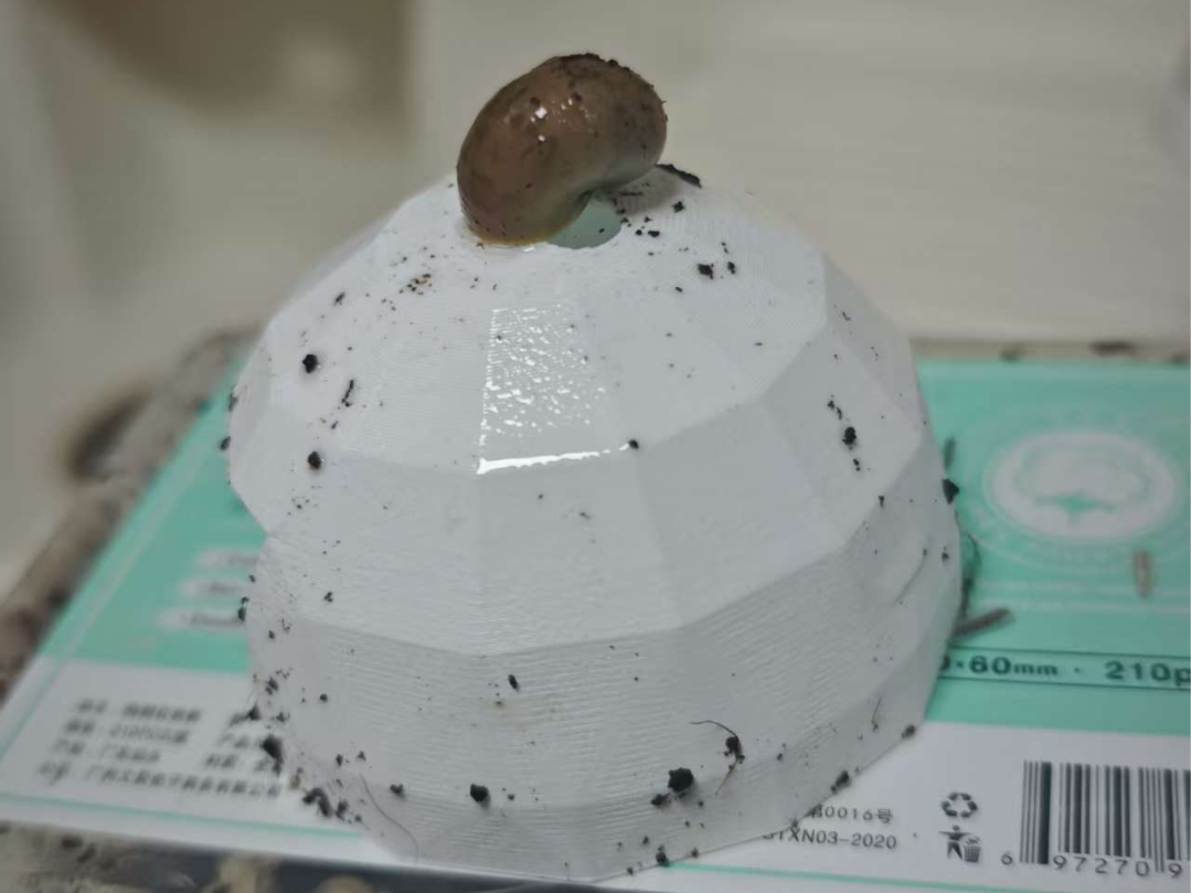 爬虫养殖遮蔽