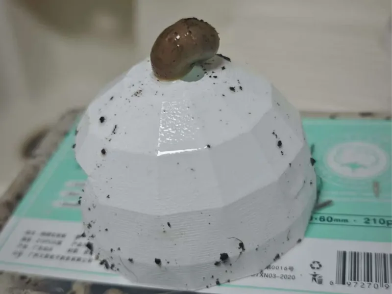 爬虫养殖遮蔽