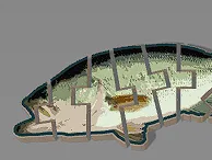 flexi bass 