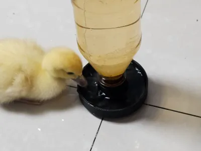 Automatic Pet Waterer for Chicks and Ducklings