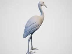 grulla Coreana