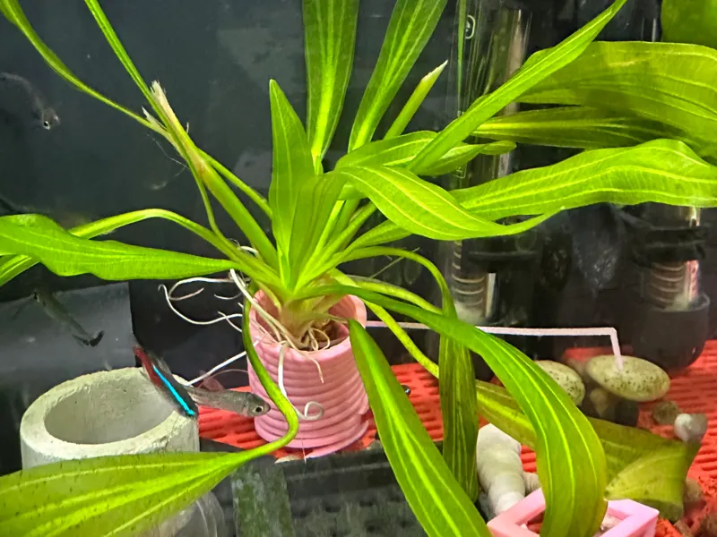 水草固定弹簧造景v3