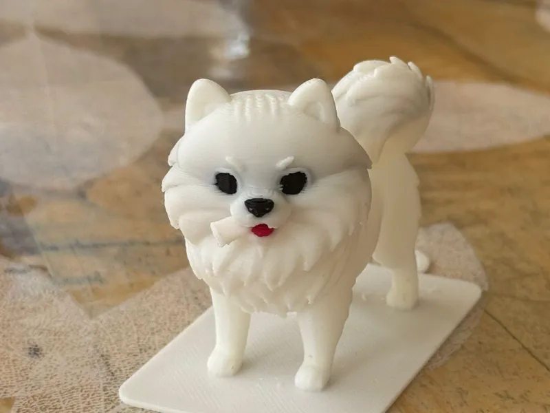 pomeranian dog