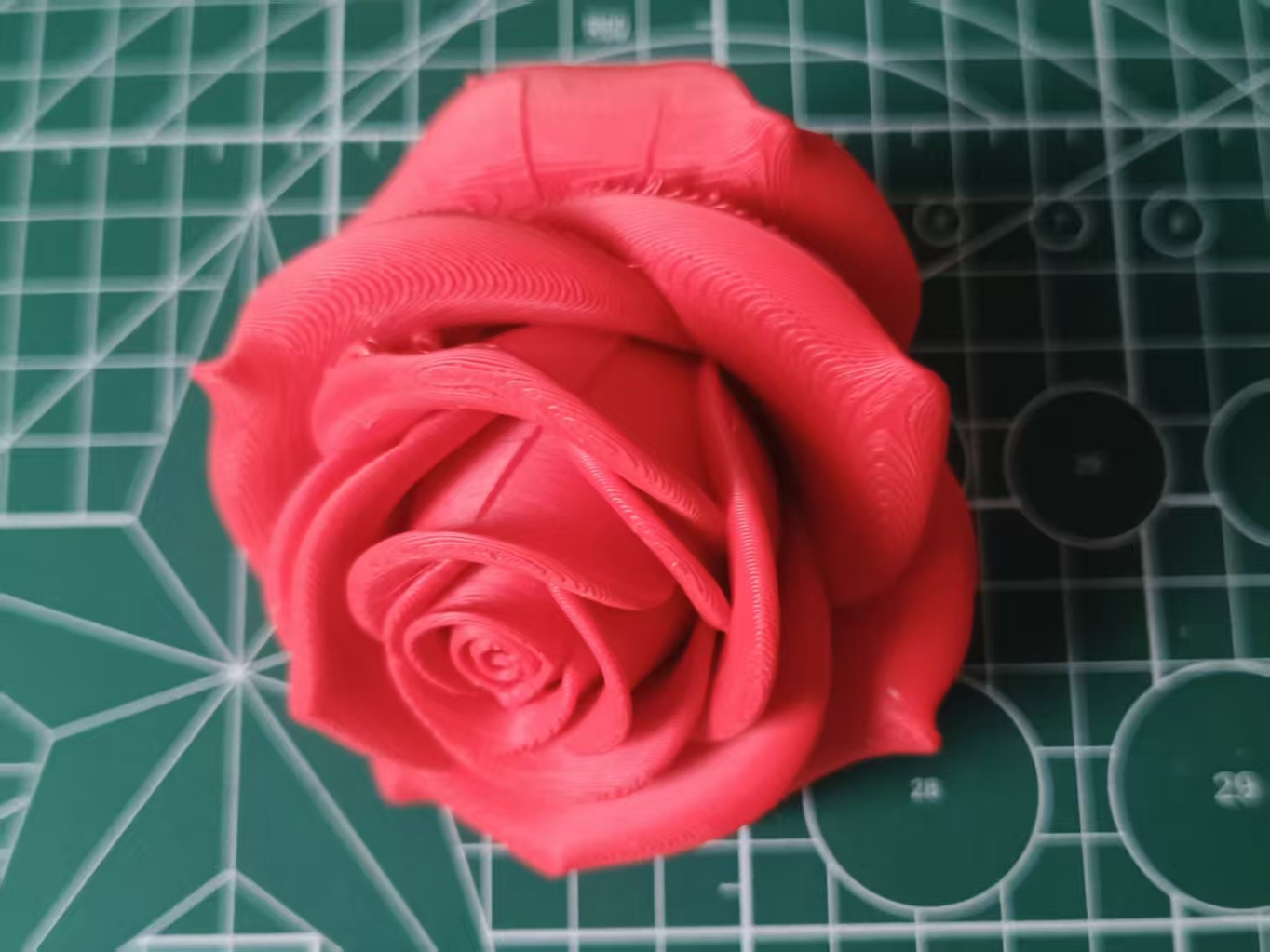 玫瑰花