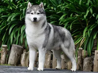 Hasky D