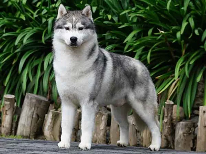Hasky D