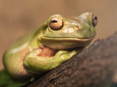 Frosch