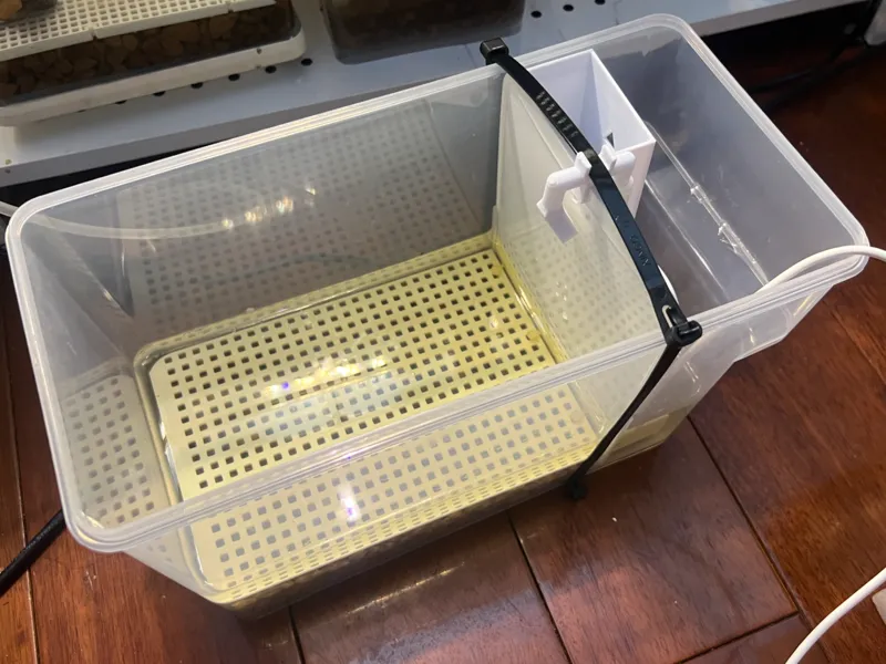 6L冷水壶改造成龟缸变成养龟苗神器