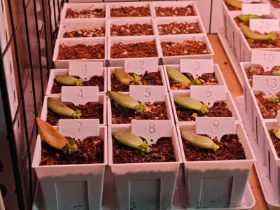 Plant Number Tags