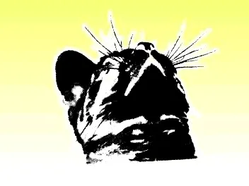 Cat Look Up Wall Art