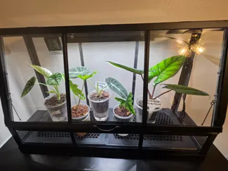 Humidifier Tray with lid for Akerbar Greenhouse