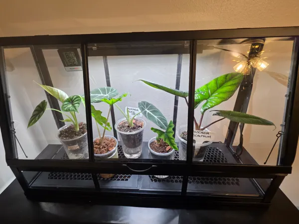https://makerworld.bblmw.com/makerworld/model/DSM00000001683300/design/2025-08-09_7d6429067e2058.jpg
