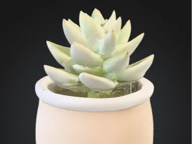 - aesthetic succulent plant jar -