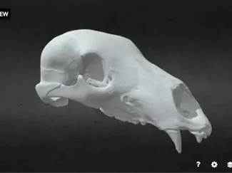 Bear Skull