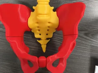 脊柱骨T1-T9