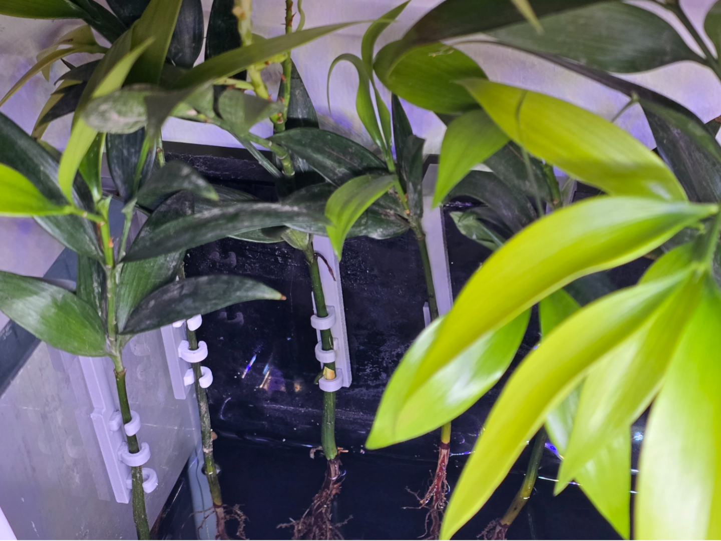 鱼缸简易定植夹，无支撑，仅2克