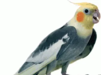 Cockatiel parrot