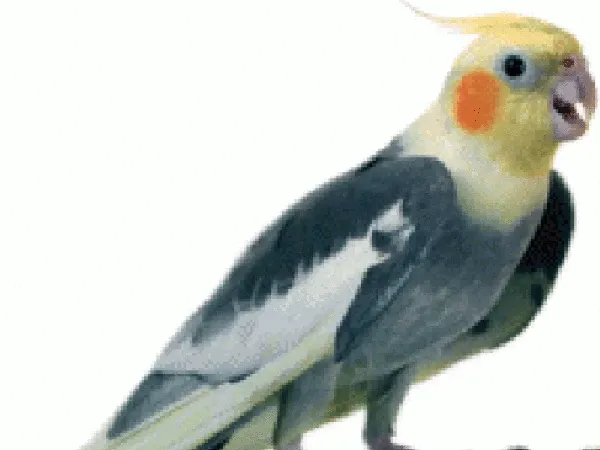 Cockatiel parrot