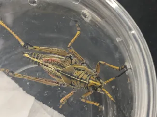 Giant grasshopper