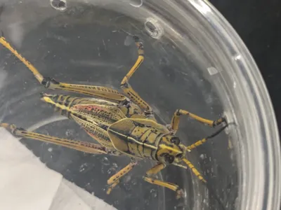 Giant grasshopper