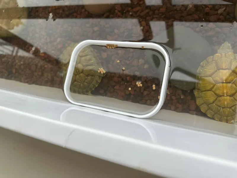 磁吸鱼缸喂食圈｜50 分钟打印｜可随意调节高度