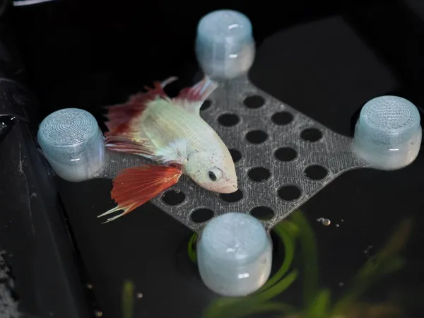 https://makerworld.bblmw.com/makerworld/model/DSM00000001702947/design/2025-08-16_5f433dd9182508.jpg