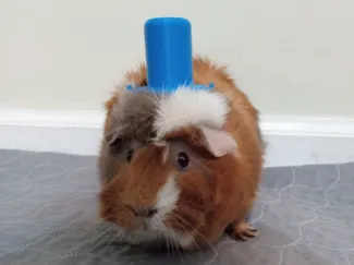 small Top Hat