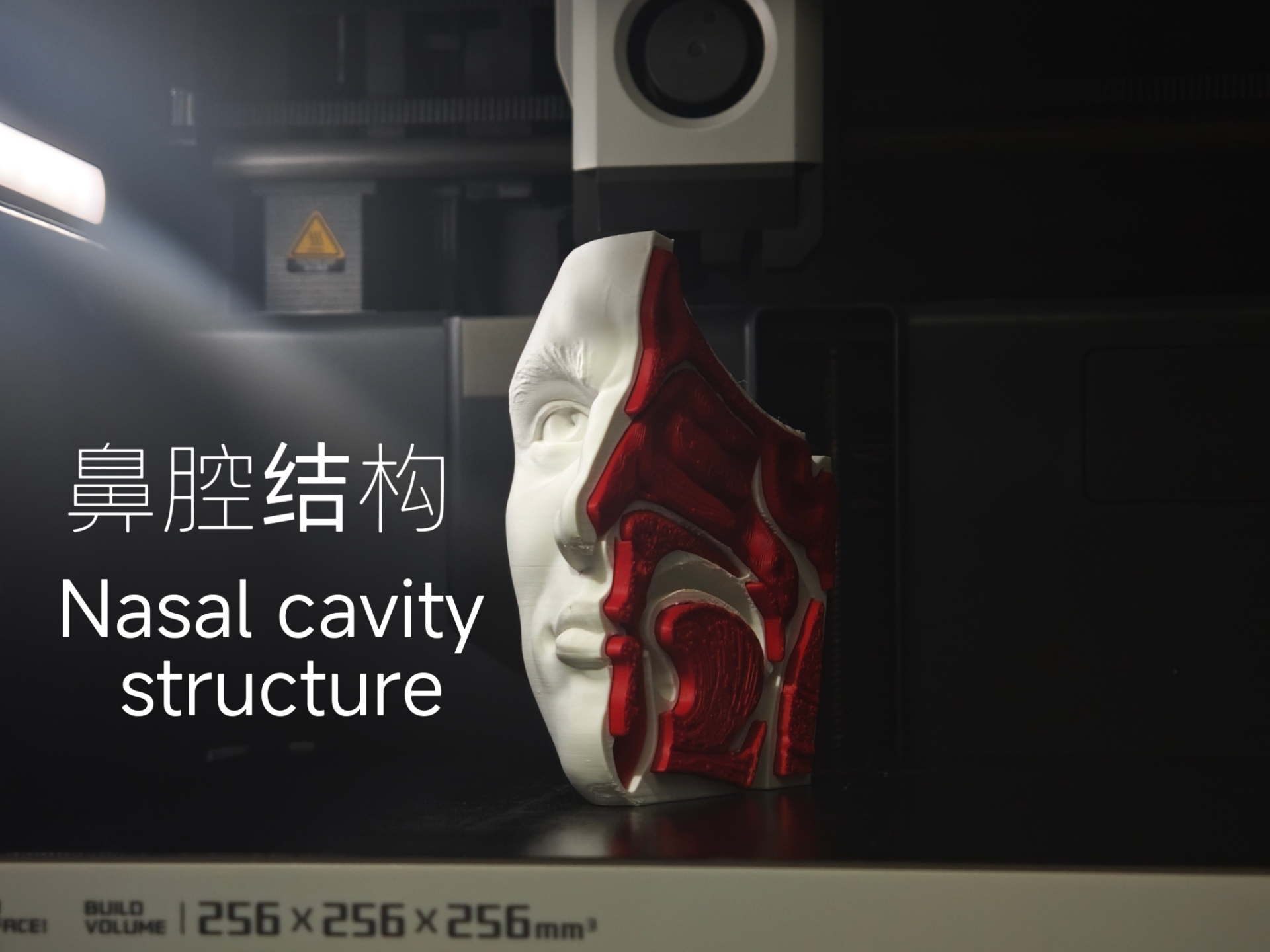 鼻腔结构生物教学模型（无AMS）