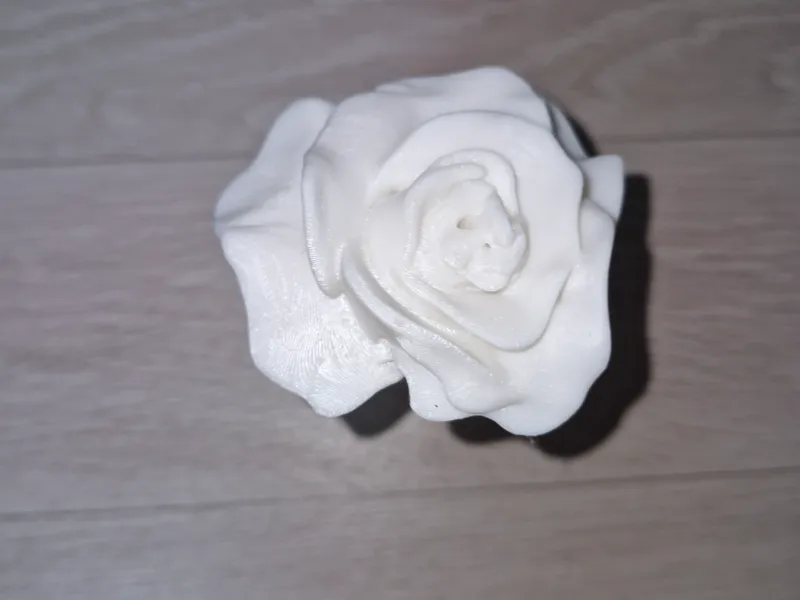 ROSE 꽃 장미