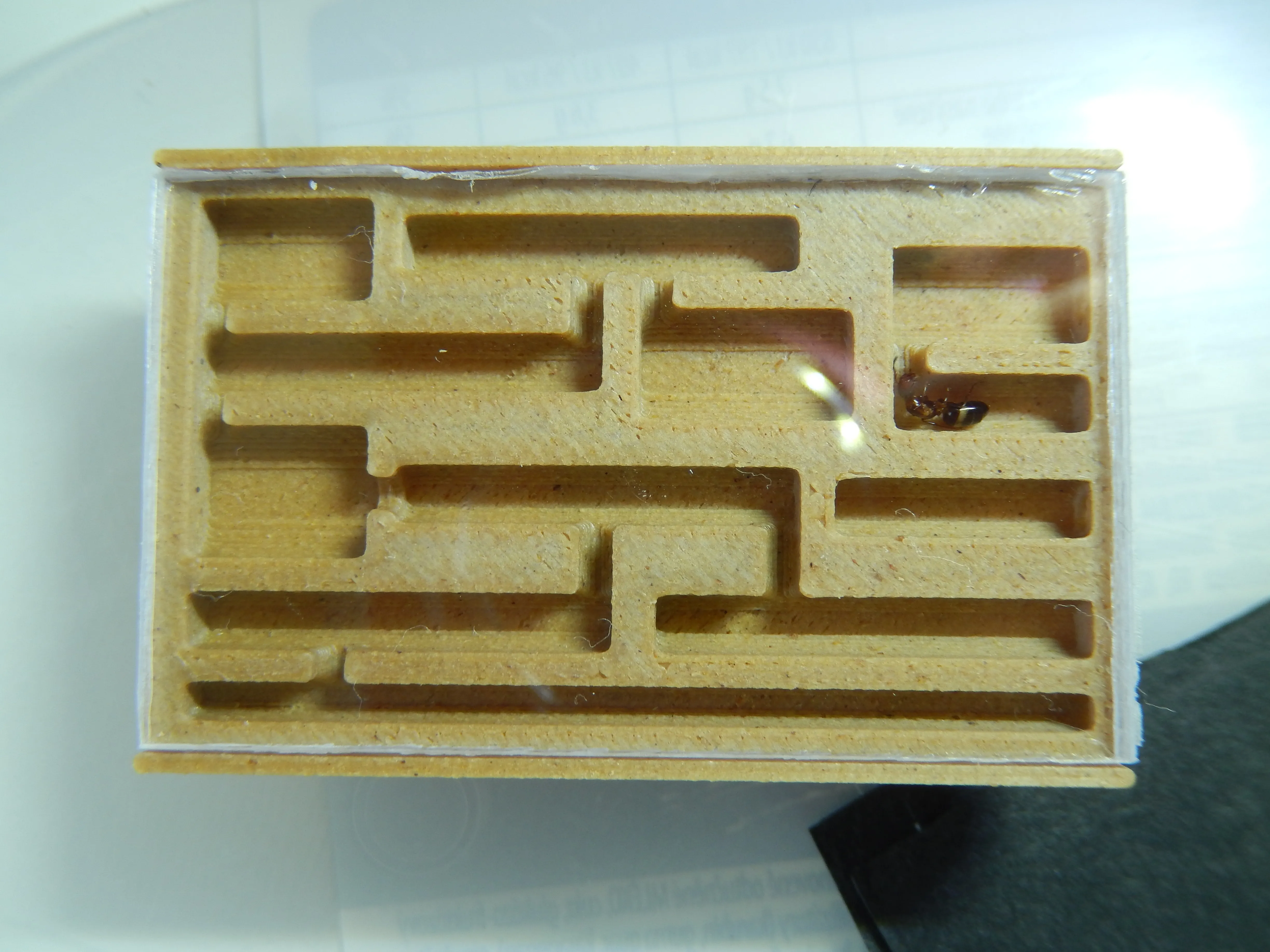 colobopsis ant queen inside a wooden pla nest