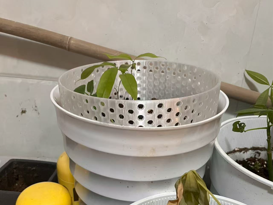 绿植保护期，猫猫防御装置，圆孔花盆栅栏