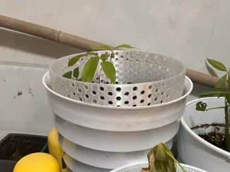 绿植保护期,猫猫防御装置,圆孔花盆栅栏