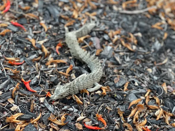 Dragon articulé