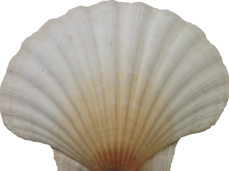Estrela do mar
