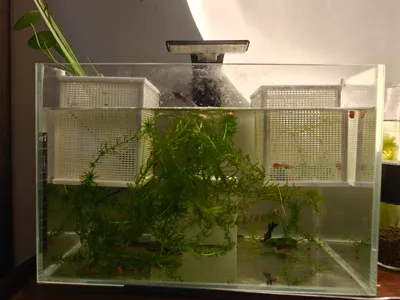 Small Fish Isolation Box