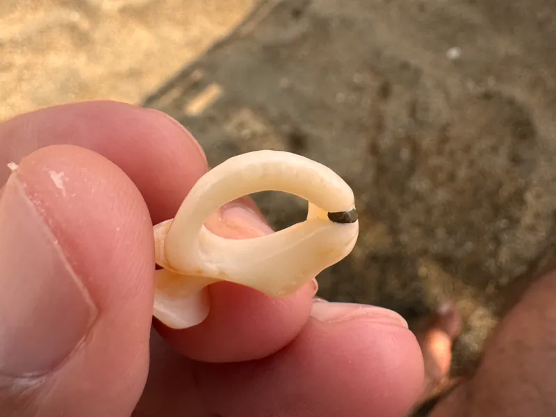 Conchiglia