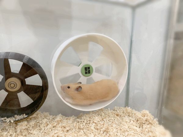 https://makerworld.bblmw.com/makerworld/model/DSM00000001724567/design/2025-08-22_61c13d1f07772.gif