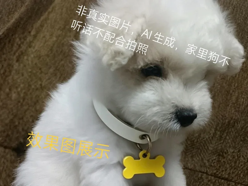 宠物项圈
