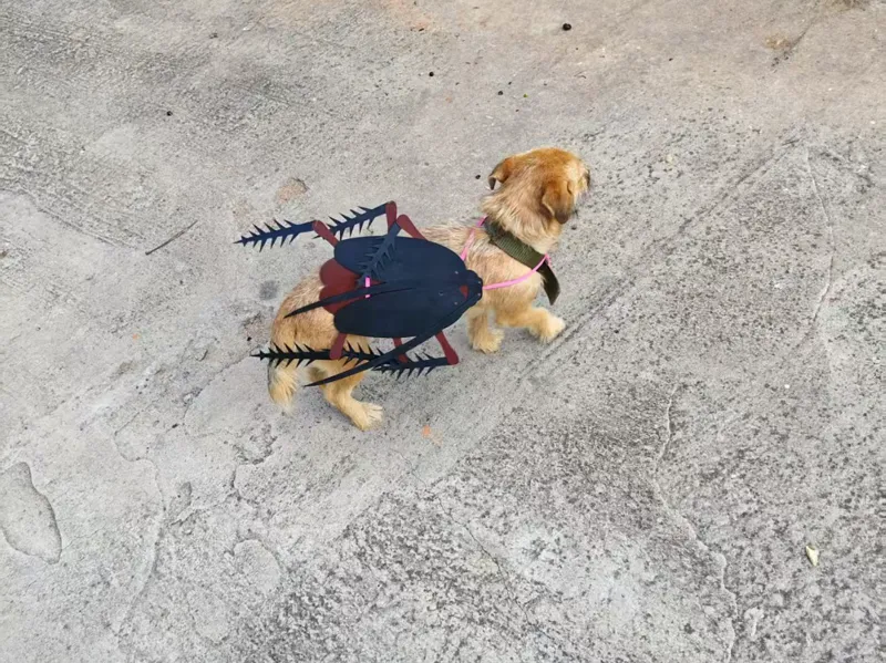 狗狗蟑螂披风