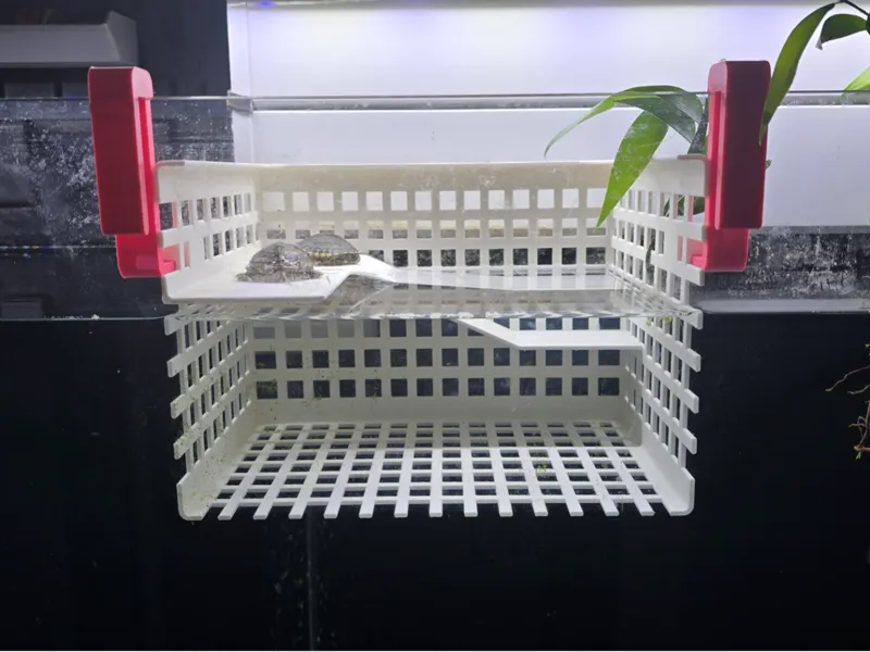 龟苗隔离盒