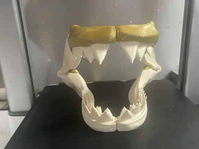 Shark teeth / skull