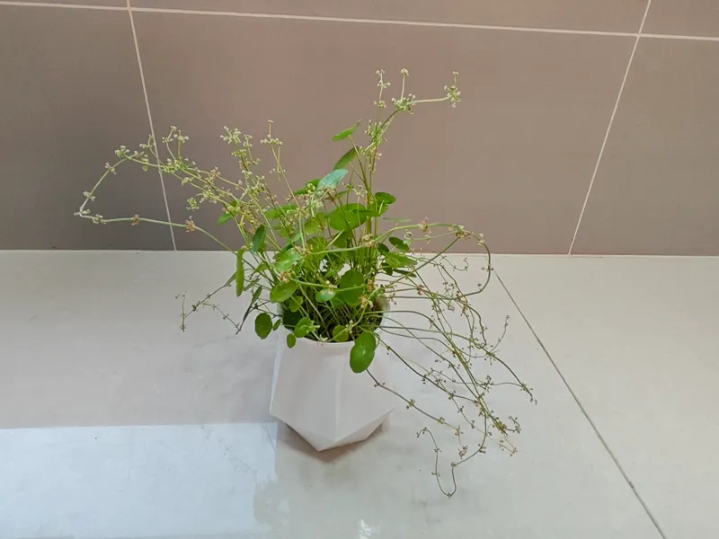 自动上水花盆