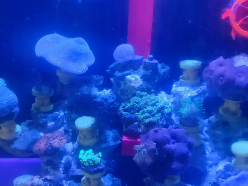 海缸造景支架