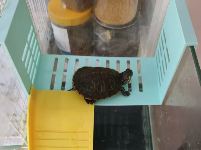 乌龟爬架小鱼缸适用