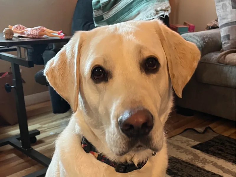 my Dog Barkley