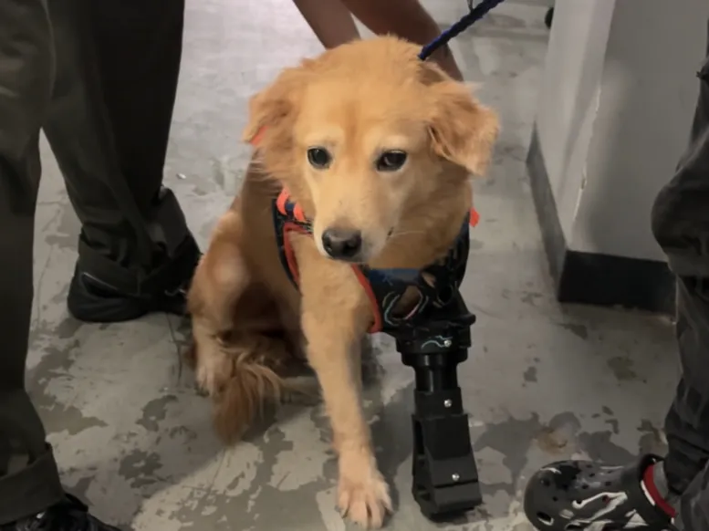 PAWSTHETICS V2