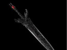 Dante's Sword from Devil May Cry